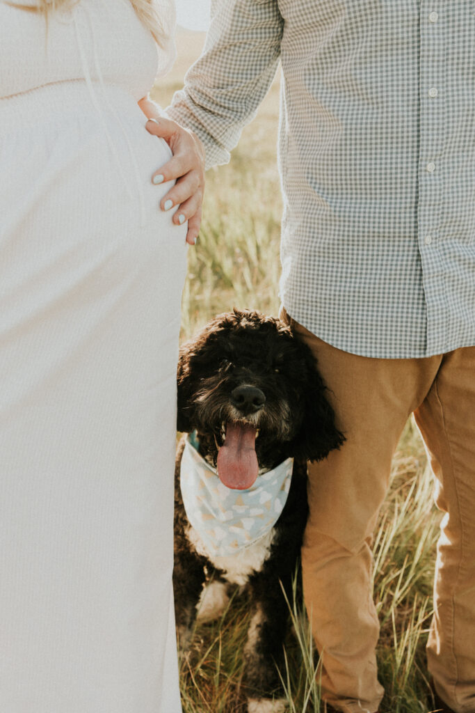 pregnant woman's belly with dog in field