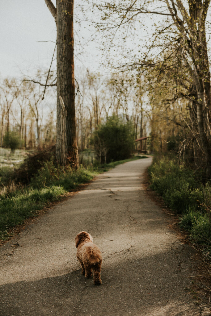 expecting couple walking dirt road with dog during lifestyle maternity session