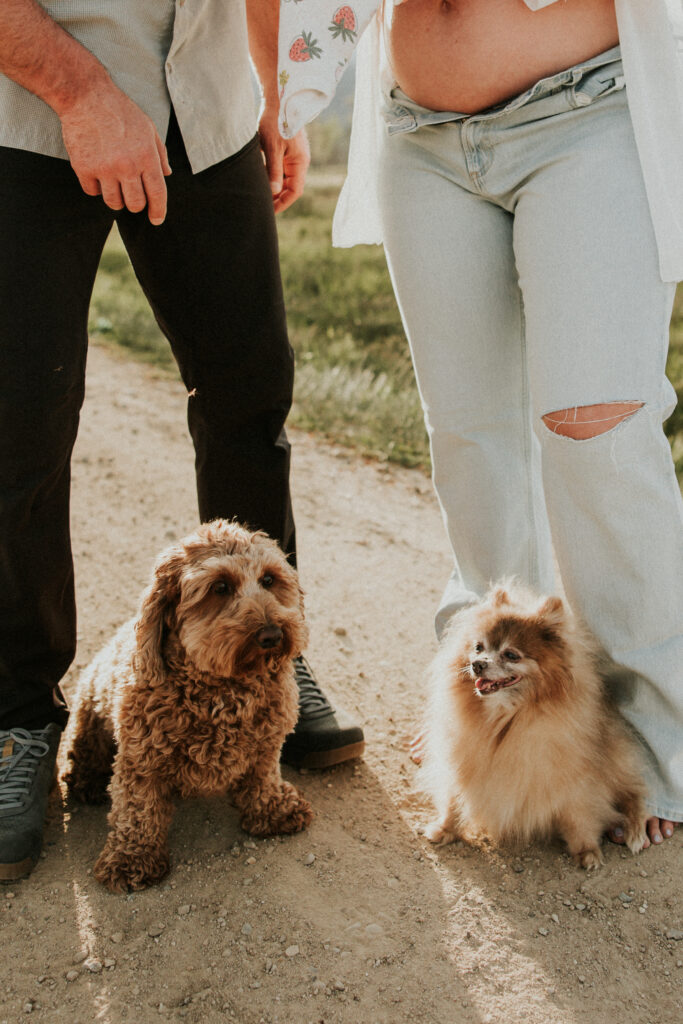 family dog included in natural lifestyle maternity session outdoors