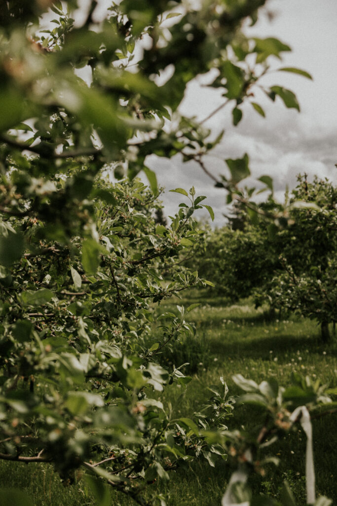 Organic family photography moments captured beneath orchard trees in Montana